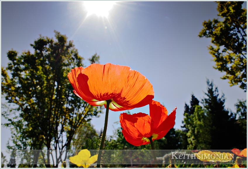 Flowers in bloom