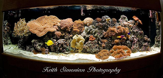 150 Gallon Salt Water Reef Tank