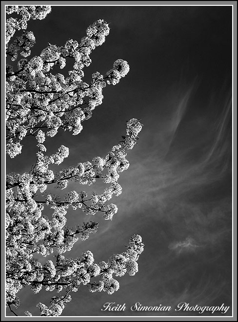 Infrared_conversion_blooms