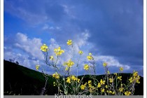 Spring storm clouds and yellow flowers photographed with fluorescent color settings