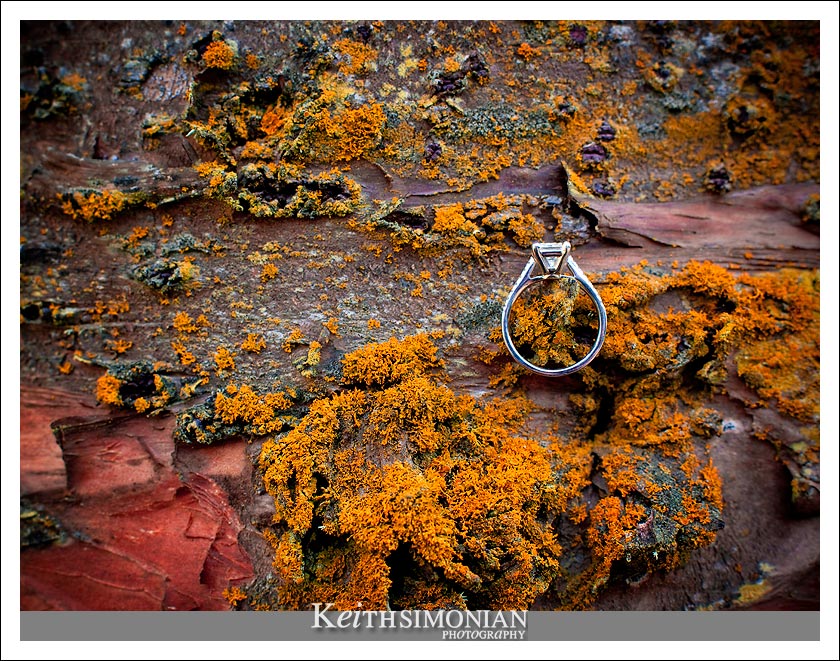 Engagement ring sits on the moss of a tree in Sutro Heights park in San Francisco