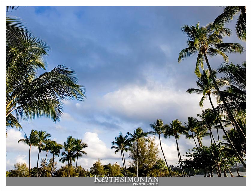 Palm trees and clouds above the Tea Garden - Kona, Hawaii