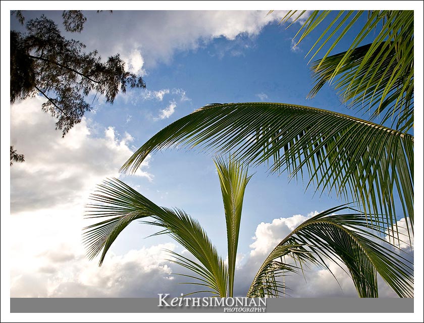 Blue sky, palm trees, and clouds on Kona, Hawaii