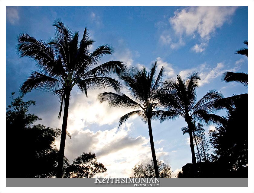 Palm trees silhouetted against the late evening sky Kona, Hawaii