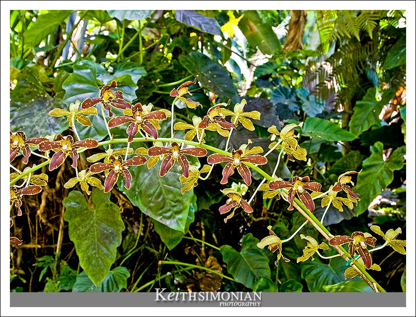 One of the many exotic plants at the Botanical Garden on the Big Island of Hawaii.