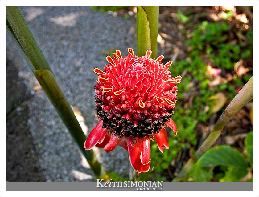 One of the many exotic plants at the Botanical Garden on the Big Island of Hawaii.