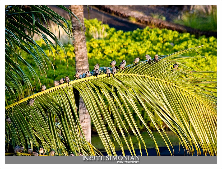 Birds out a sunrise resting on a palm tree leave