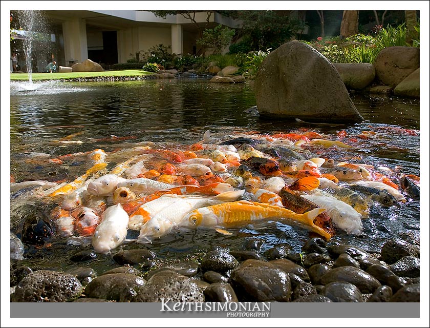 14-May-2005: Maui, Hawaii. The Koi pond at the Maui Prince Hote.