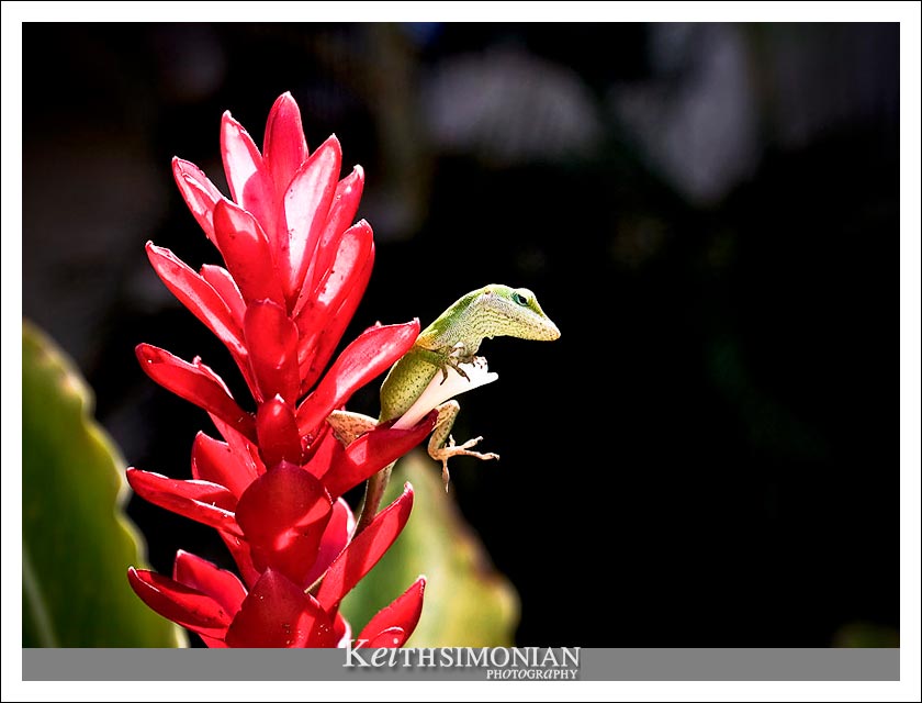15-May-2005: Maui, Hawaii. A Gecko sits on a flower.