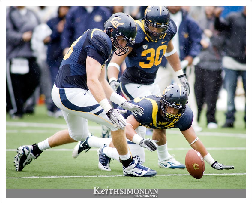 Three bears players trying to recover a fumbled ball on a wet day at Memorial Stadium in Berkeley against the Arizona State Sun Devils
