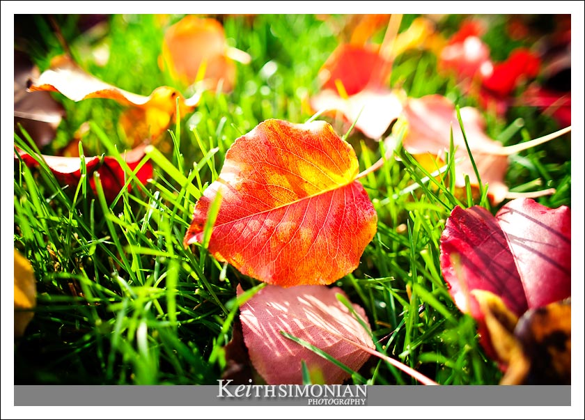 After the beauty of the fall leaves changing color, you get the mess of all those leaves on the ground and lawn.