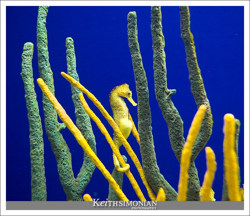 Yellow pacific seahorse