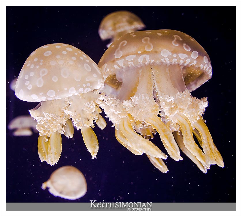 Jellyfish close up photo
