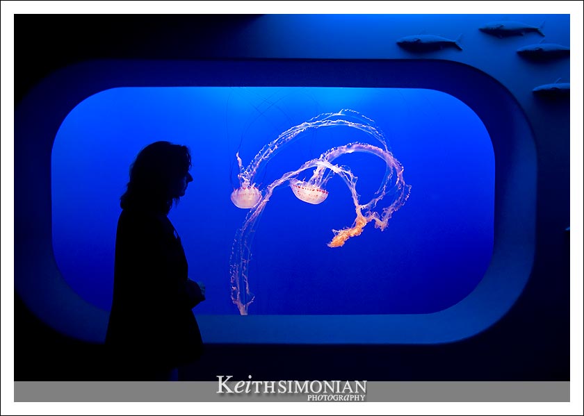 Aqaurium vistor viewing the jellyfish