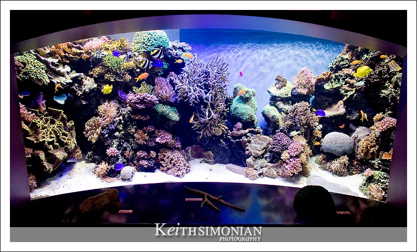 Reef tank that would make any hobbyist jealous