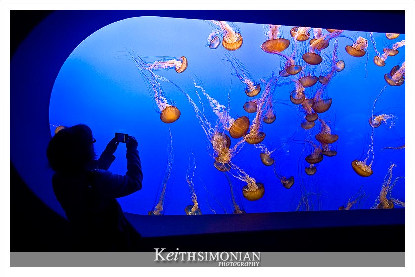 Visitor to the Monterey Bay Aquarium takes a photo of the jellyfish
