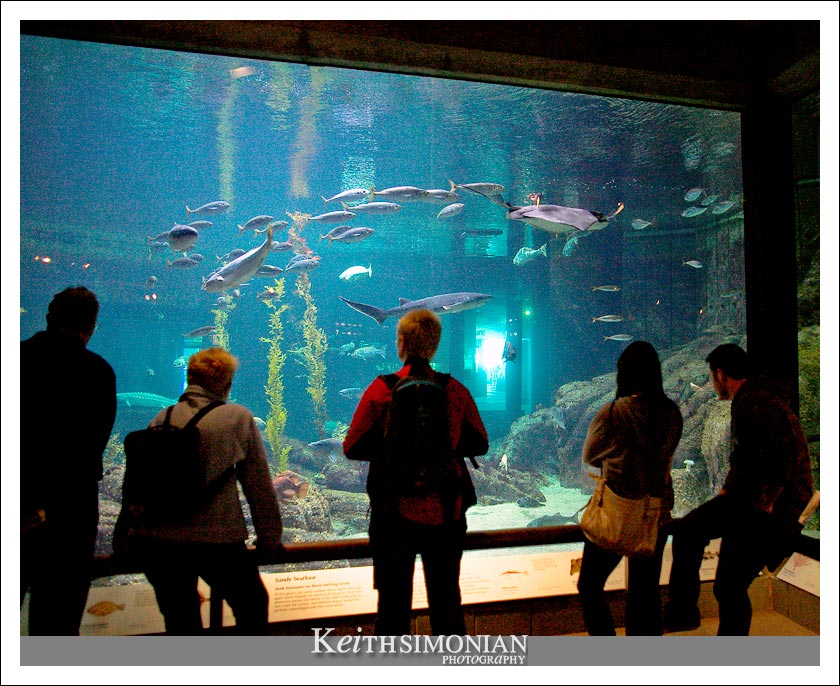 One of the larger tanks at the Monterey Bay Aquarium featuring large fish and stingrays