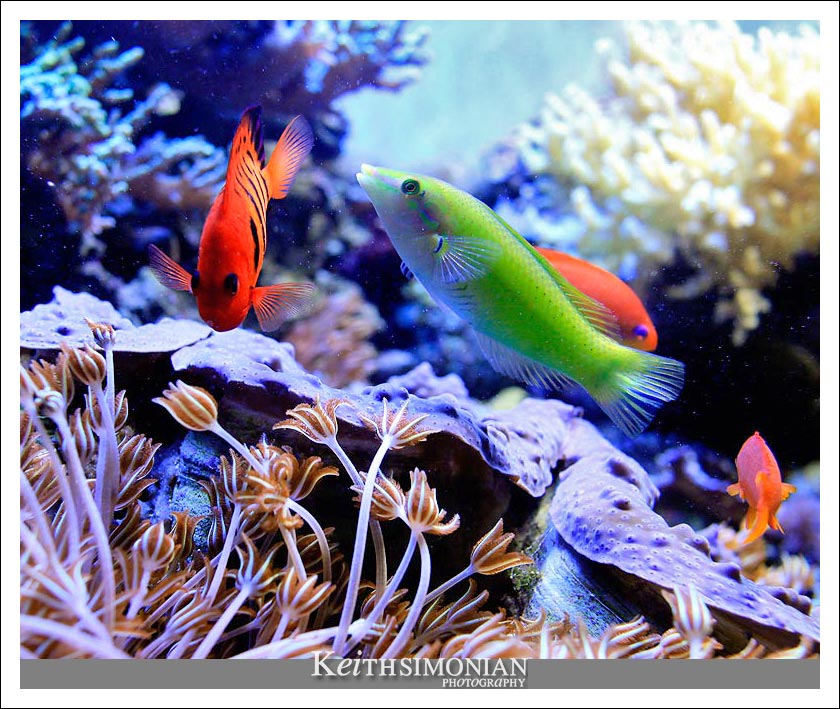 Soft corals and multi colored fish are part of this exhibit