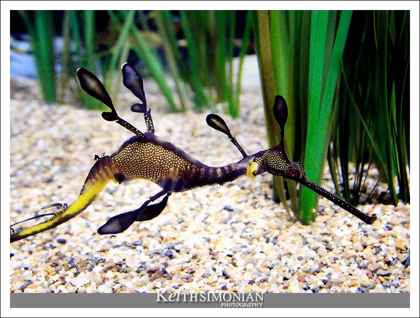 Weedy Sea Dragon seahorse photo - Phyllopteryx taeniolatus