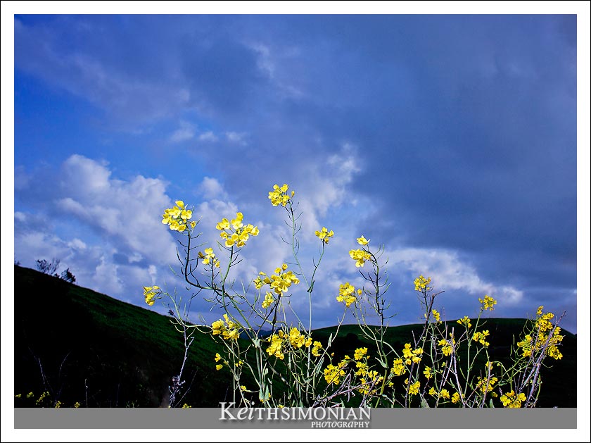 Spring storm clouds and yellow flowers photographed with fluorescent color settings
