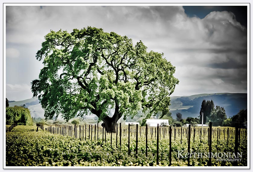 Large tree in Sonoma vineyard