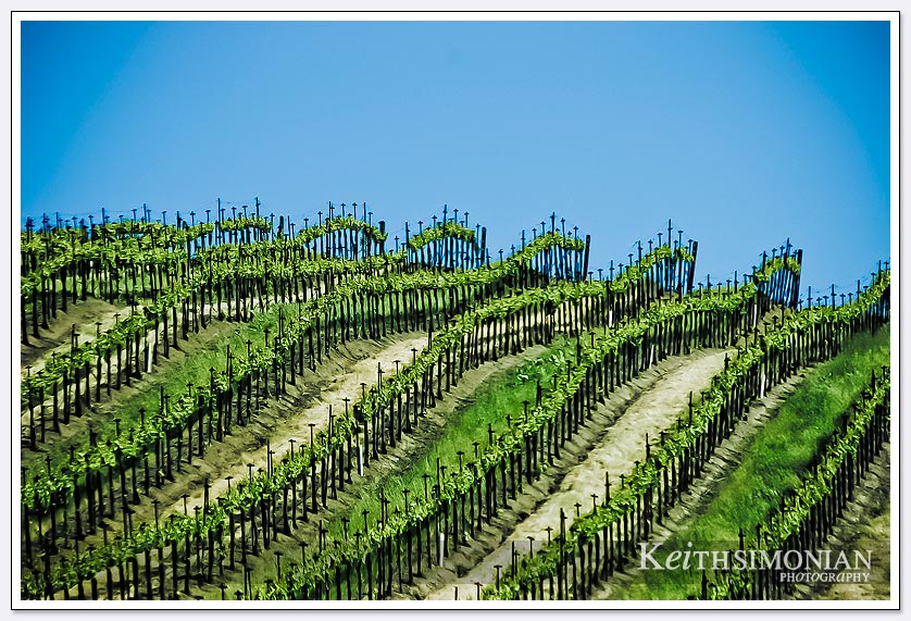 Grapes growing in a Napa Valley Vineyard with blue skies above