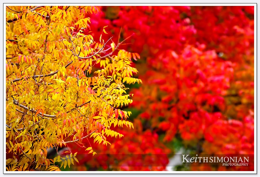 Yellow and red leaves on trees