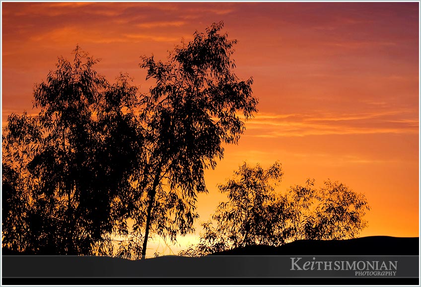 red skies at Sunset with trees