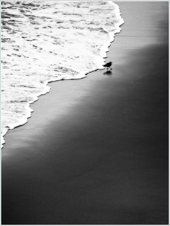 Bird walking away from waves picture