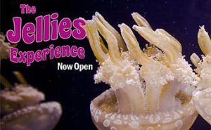 Read more about the article Monterey Bay Aquarium features my photo on Home page for The Jellies Experience