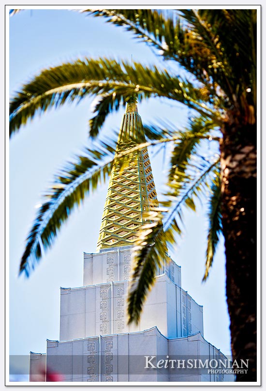 The Oakland Mormon LDS temple with a palm tree framing the golden tower