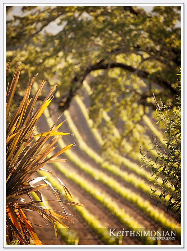 The last rays of sunlight hit the vineyards of the BR Cohn winery and Olive Oil company