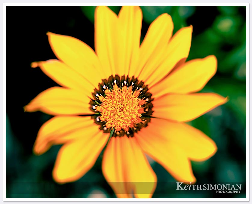 A Sigma 85mm lens and Canon EF12 on a Canon 5D mark 3 were used to capture this flower blooming