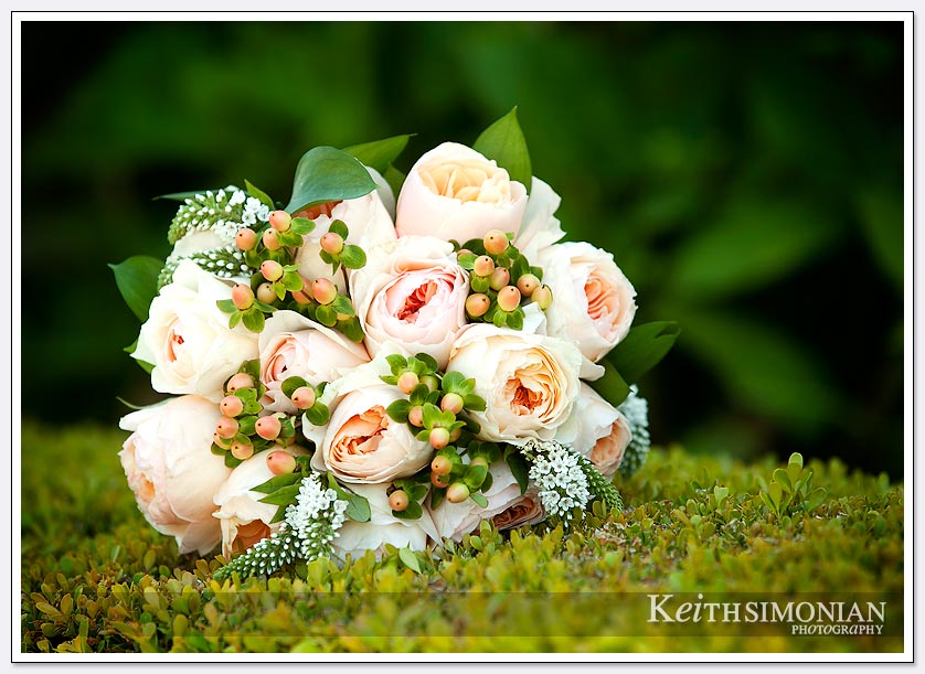 The bride's bouquet is photographed on a bush at the Oakland LDS temple