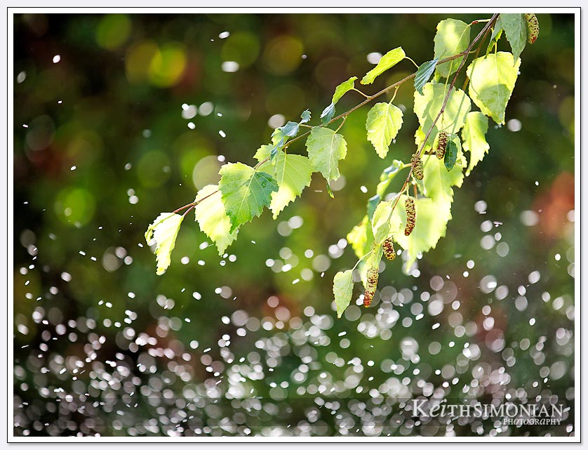 The shallow depth of field causes the water from the sprinklers to blur.