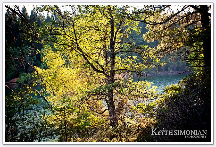 Trees and Lake Jenkinson in the Sly Park recreation area, Pollock Pines, CA