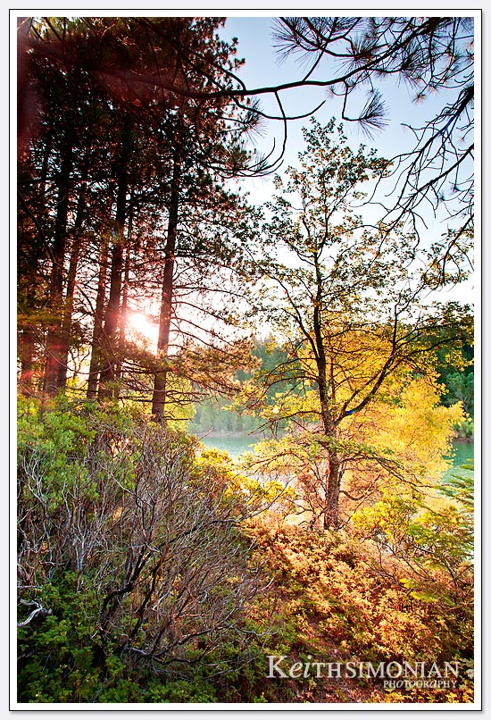 Early morning light turns the tree leaves a golden color - Sly Park - Pollock Pines, CA