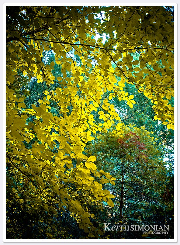The late afternoon sunlight turns the leaves a golden color at the Sly Park recreation area