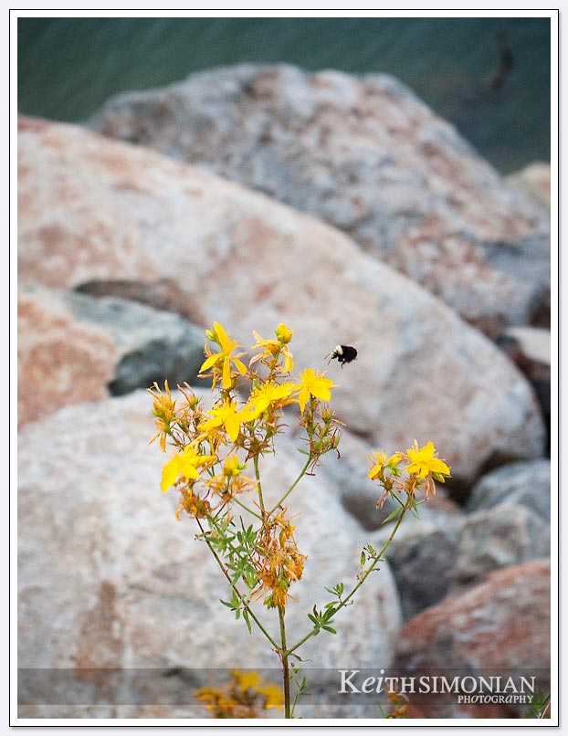 A bumble bee is a busy a work on yellow flowers along Jenkinson Lake