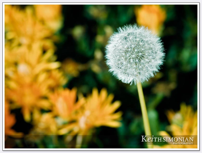 The flowers and this Dandelion are blooming on the first day of spring