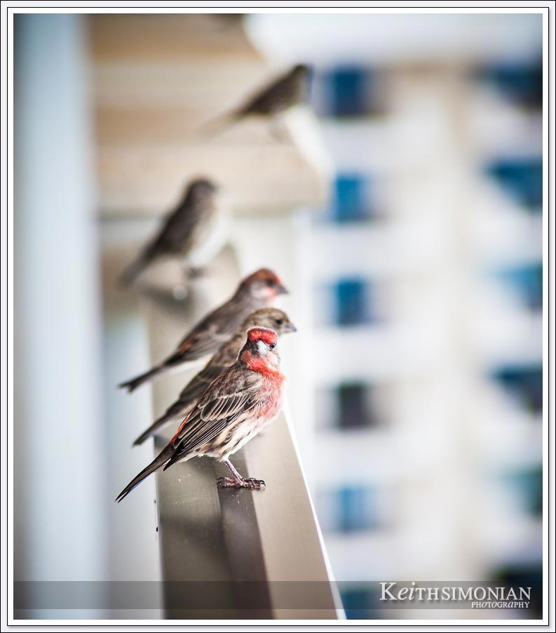 Birds on the ledge of the 21st floor of the Hyatt Regency Maui resort