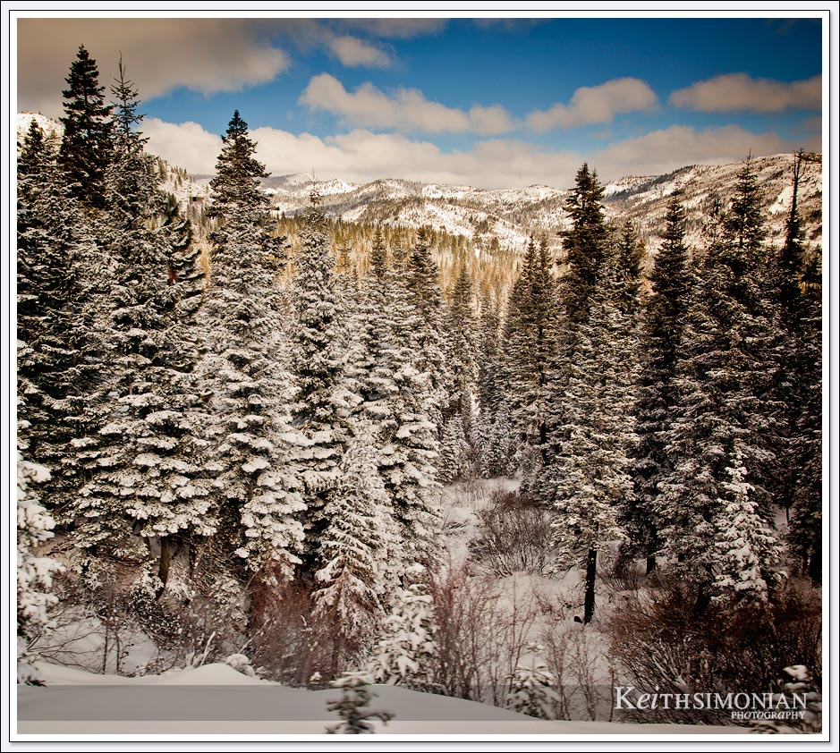 Fresh snow on the trees and clouds in the sky seen from Amtrak train passing through the Sierra Nevada mountains.