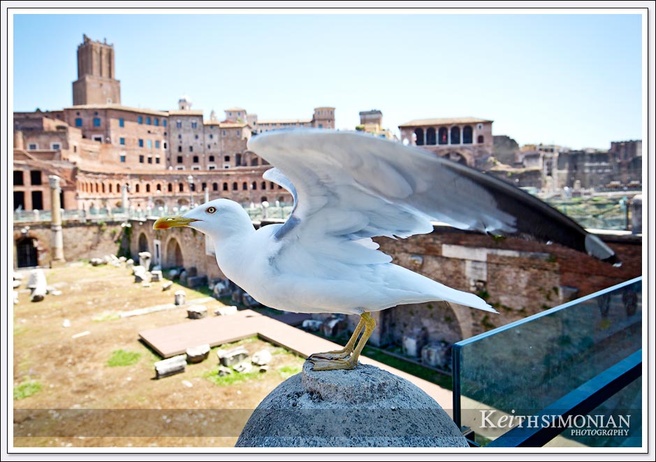 This "Roman Eagle" lands near the tourists looking for food in Rome, Italy