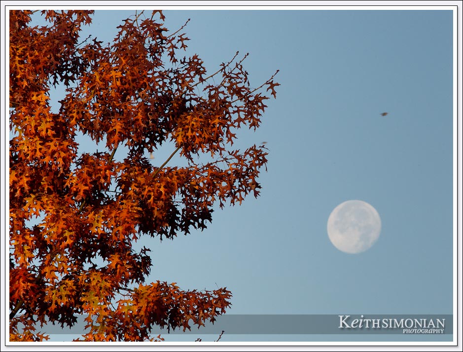 The clear sky provided a winter photographer of the tree leaves turning red and a the full moon