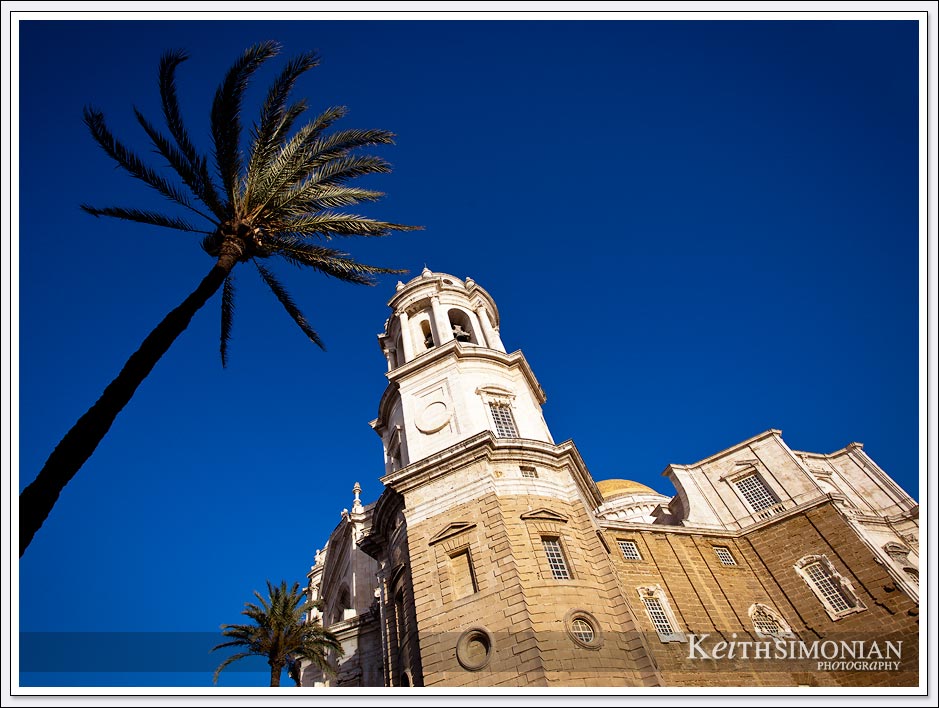 Palm tree and tower of Catedral Nueva in Cadiz, Spain.