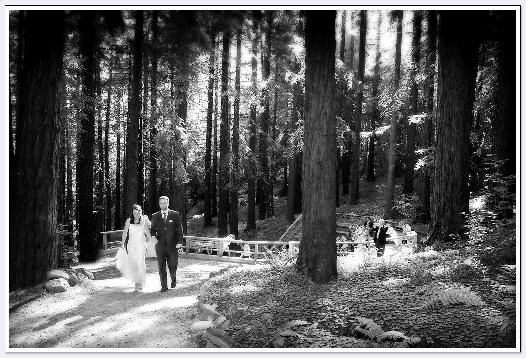 Just married bride and groom among the Redwood trees