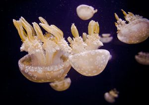Jellyfish tank at Monterey Bay Aquarium