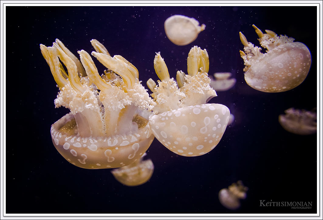 Jellyfish at the Monterey Bay Aquarium in 