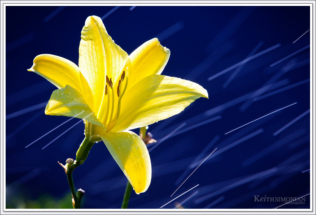 Yellow flower with streaks of water passing by.