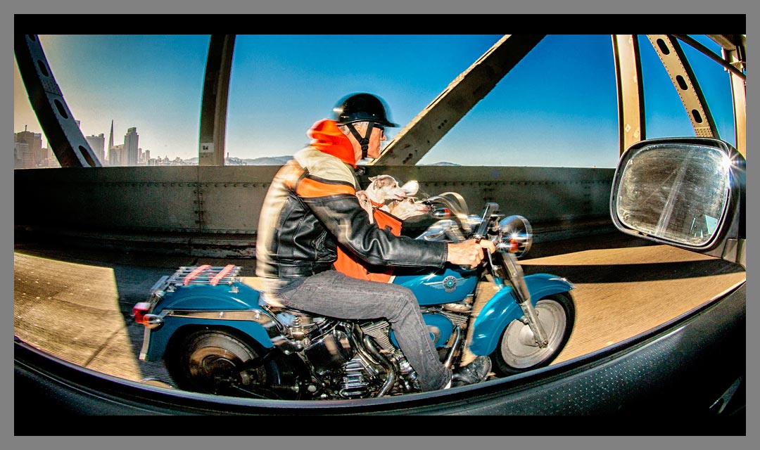 Oakland - San Francisco Bay Bridge Lower Deck Motorcycle rider with Dogs
